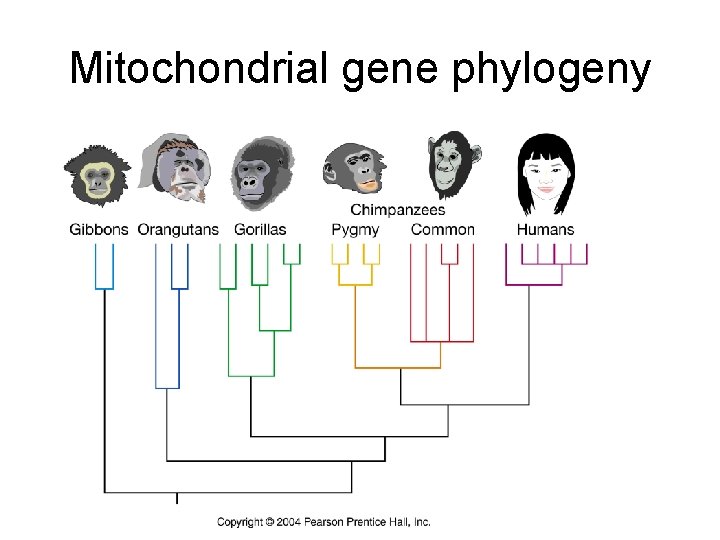 Mitochondrial gene phylogeny 