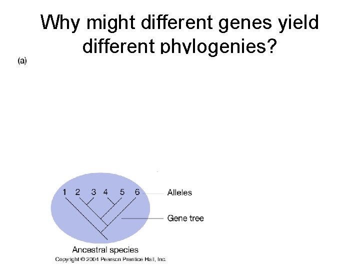 Why might different genes yield different phylogenies? 2 3 5 