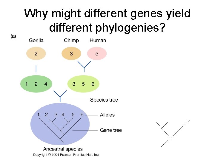 Why might different genes yield different phylogenies? 