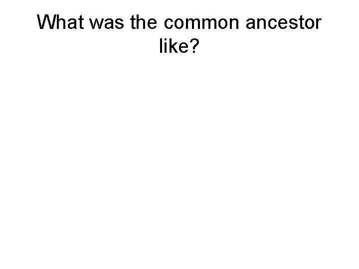 What was the common ancestor like? 