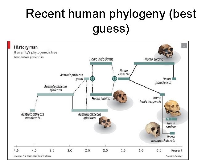 Recent human phylogeny (best guess) 