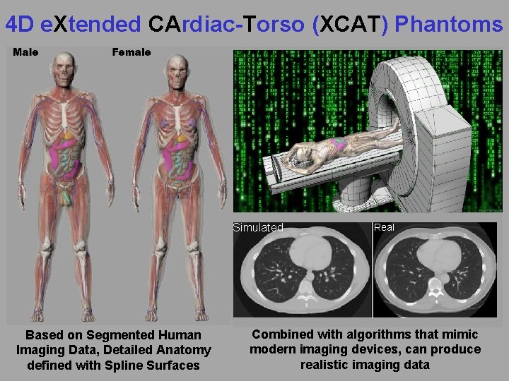 4 D e. Xtended CArdiac-Torso (XCAT) Phantoms Simulated Based on Segmented Human Imaging Data,