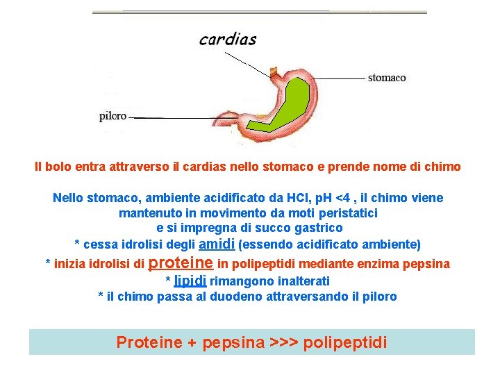 Il bolo entra attraverso il cardias nello stomaco e prende nome di chimo Nello