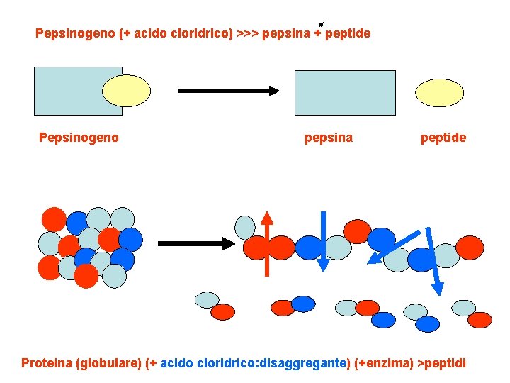 Pepsinogeno (+ acido cloridrico) >>> pepsina + peptide Pepsinogeno pepsina peptide Proteina (globulare) (+