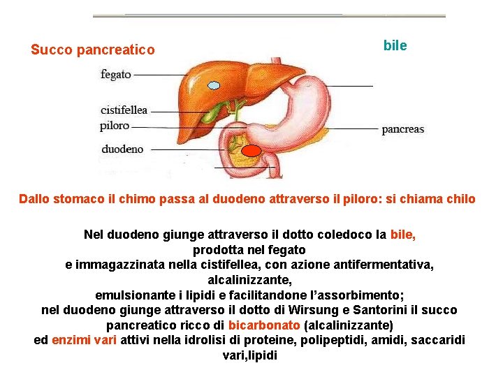 Succo pancreatico bile Dallo stomaco il chimo passa al duodeno attraverso il piloro: si