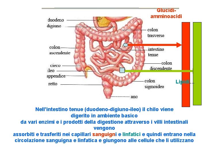 Glucidiamminoacidi Lipidi… Nell’intestino tenue (duodeno-digiuno-ileo) il chilo viene digerito in ambiente basico da vari