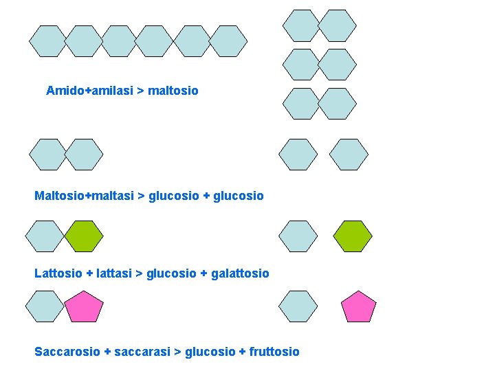 Amido+amilasi > maltosio Maltosio+maltasi > glucosio + glucosio Lattosio + lattasi > glucosio +