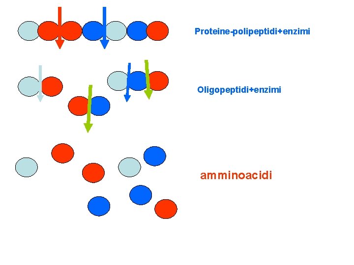 Proteine-polipeptidi+enzimi Oligopeptidi+enzimi amminoacidi 