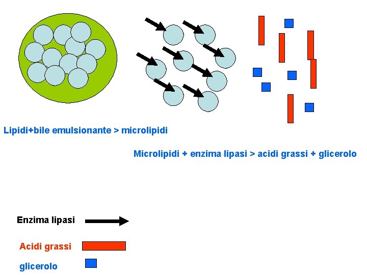 Lipidi+bile emulsionante > microlipidi Microlipidi + enzima lipasi > acidi grassi + glicerolo Enzima