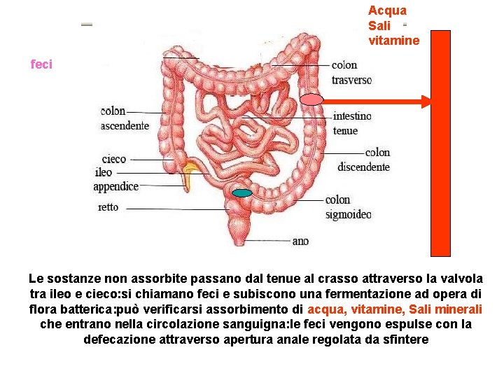 Acqua Sali vitamine feci Le sostanze non assorbite passano dal tenue al crasso attraverso