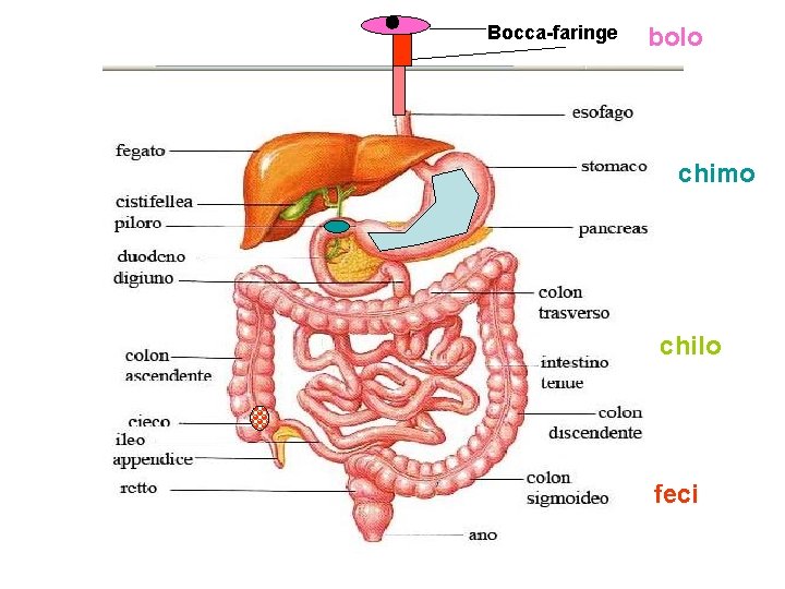 Bocca-faringe bolo chimo chilo feci 