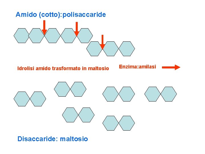 Amido (cotto): polisaccaride Idrolisi amido trasformato in maltosio Disaccaride: maltosio Enzima: amilasi 