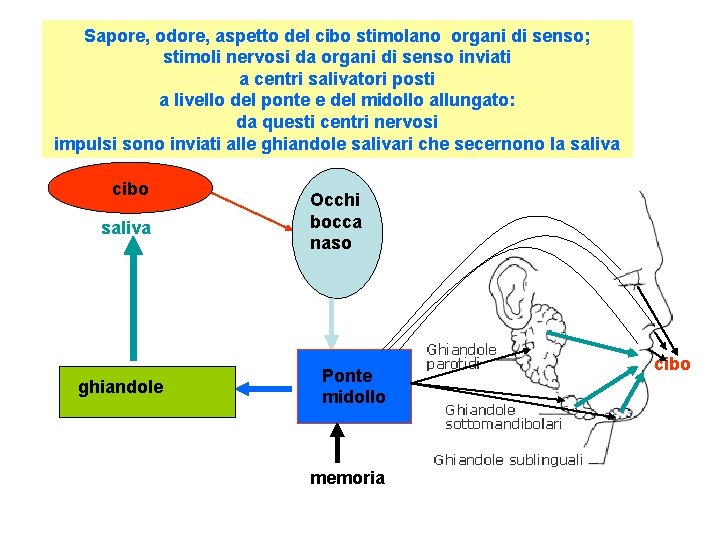 Sapore, odore, aspetto del cibo stimolano organi di senso; stimoli nervosi da organi di