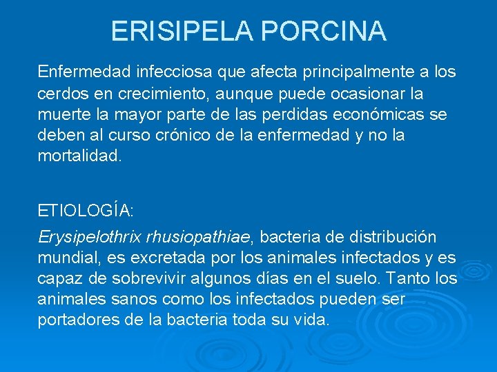 ERISIPELA PORCINA Enfermedad infecciosa que afecta principalmente a los cerdos en crecimiento, aunque puede