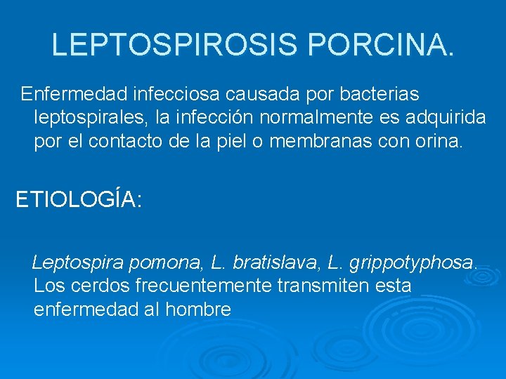 LEPTOSPIROSIS PORCINA. Enfermedad infecciosa causada por bacterias leptospirales, la infección normalmente es adquirida por