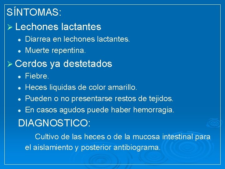 SÍNTOMAS: Ø Lechones lactantes l l Diarrea en lechones lactantes. Muerte repentina. Ø Cerdos