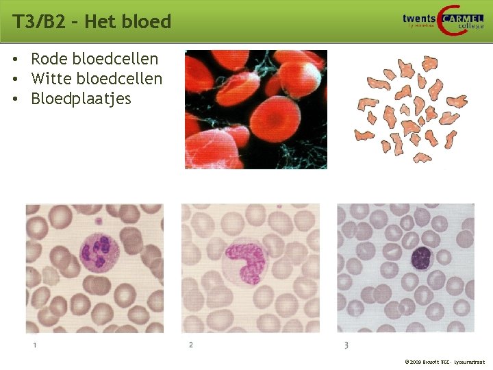 T 3/B 2 – Het bloed • Rode bloedcellen • Witte bloedcellen • Bloedplaatjes