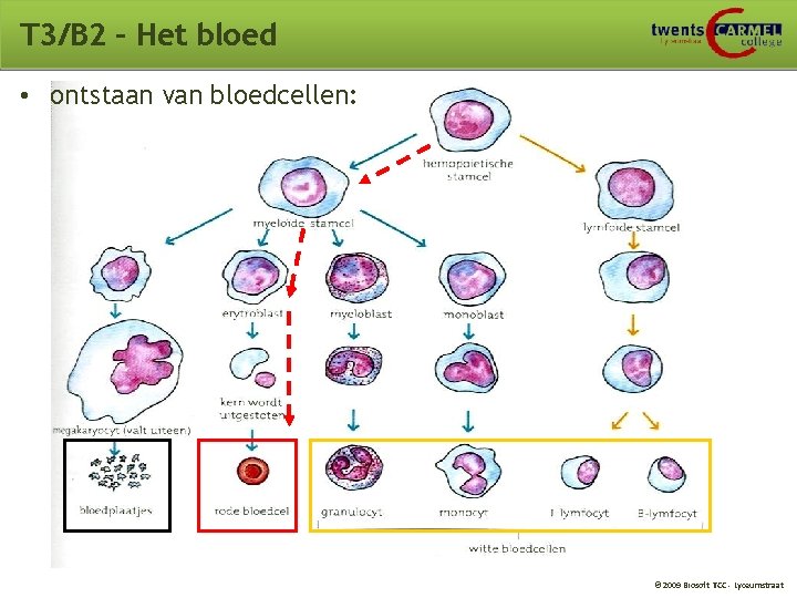 T 3/B 2 – Het bloed • ontstaan van bloedcellen: © 2009 Biosoft TCC