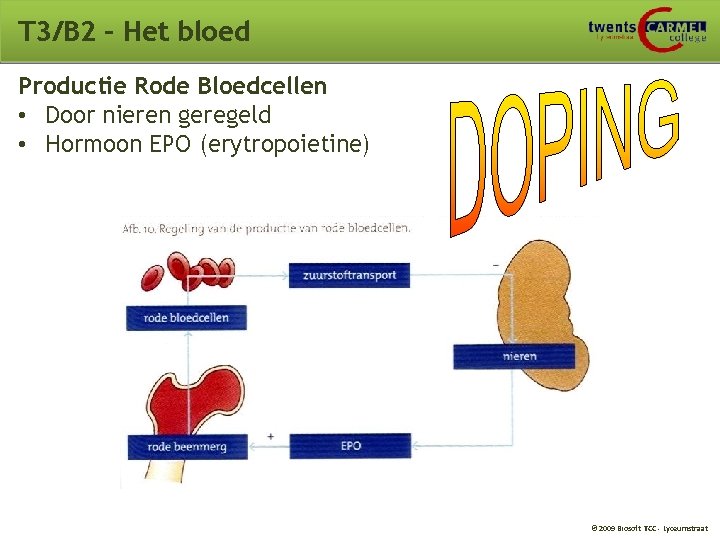 T 3/B 2 – Het bloed Productie Rode Bloedcellen • Door nieren geregeld •