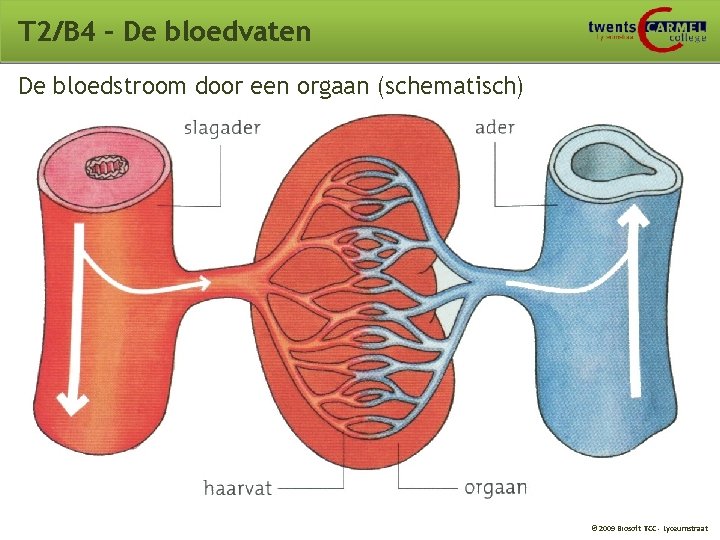 T 2/B 4 – De bloedvaten De bloedstroom door een orgaan (schematisch) © 2009