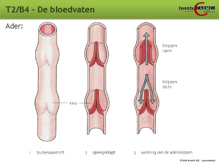 T 2/B 4 – De bloedvaten Ader: © 2009 Biosoft TCC - Lyceumstraat 