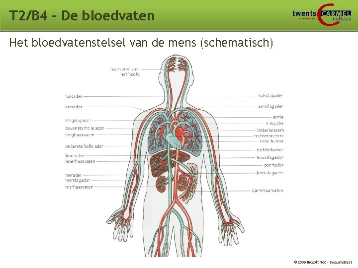T 2/B 4 – De bloedvaten Het bloedvatenstelsel van de mens (schematisch) © 2009