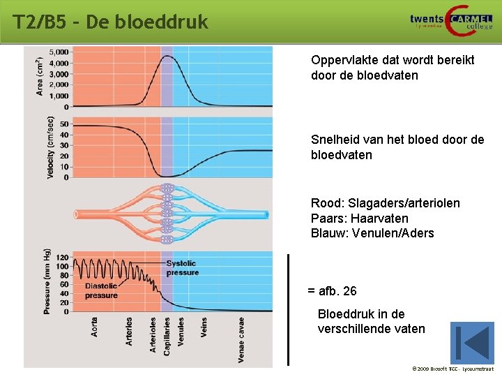 T 2/B 5 – De bloeddruk Oppervlakte dat wordt bereikt door de bloedvaten Snelheid