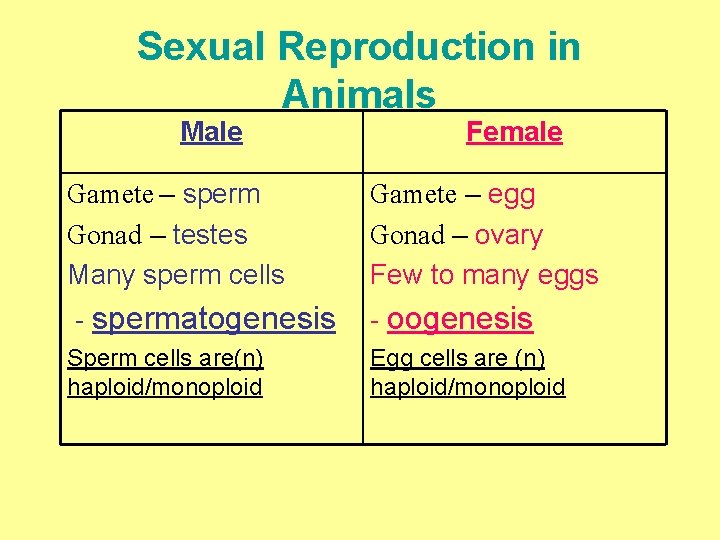 Sexual Reproduction in Animals Male Female Gamete – sperm Gonad – testes Many sperm