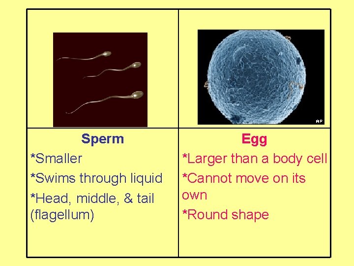 Sperm *Smaller *Swims through liquid *Head, middle, & tail (flagellum) Egg *Larger than a