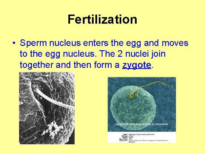 Fertilization • Sperm nucleus enters the egg and moves to the egg nucleus. The