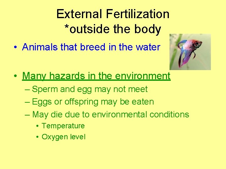 External Fertilization *outside the body • Animals that breed in the water • Many
