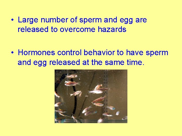  • Large number of sperm and egg are released to overcome hazards •