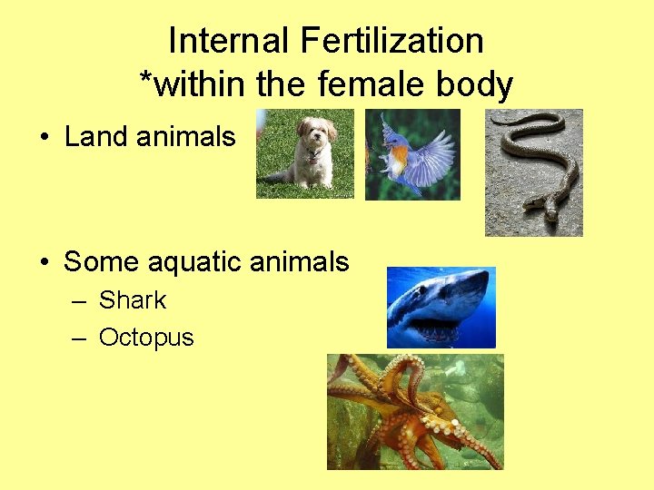 Internal Fertilization *within the female body • Land animals • Some aquatic animals –