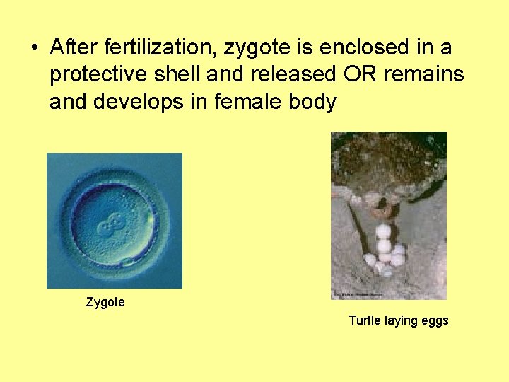  • After fertilization, zygote is enclosed in a protective shell and released OR