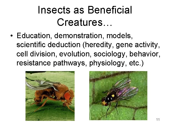 Insects as Beneficial Creatures… • Education, demonstration, models, scientific deduction (heredity, gene activity, cell