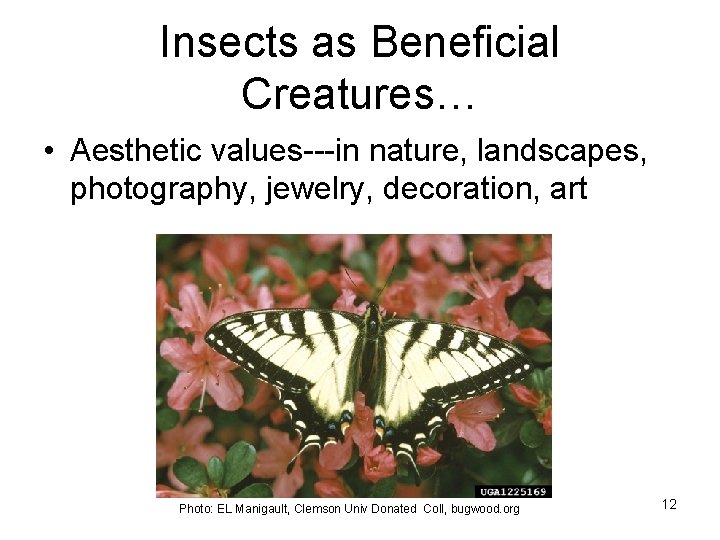 Insects as Beneficial Creatures… • Aesthetic values---in nature, landscapes, photography, jewelry, decoration, art Photo: