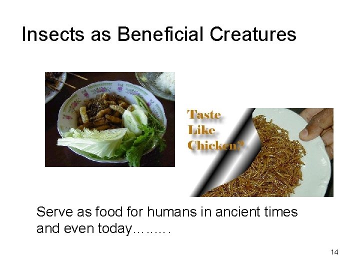 Insects as Beneficial Creatures Serve as food for humans in ancient times and even