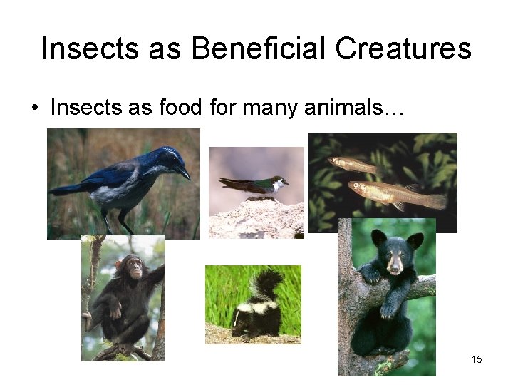 Insects as Beneficial Creatures • Insects as food for many animals… 15 