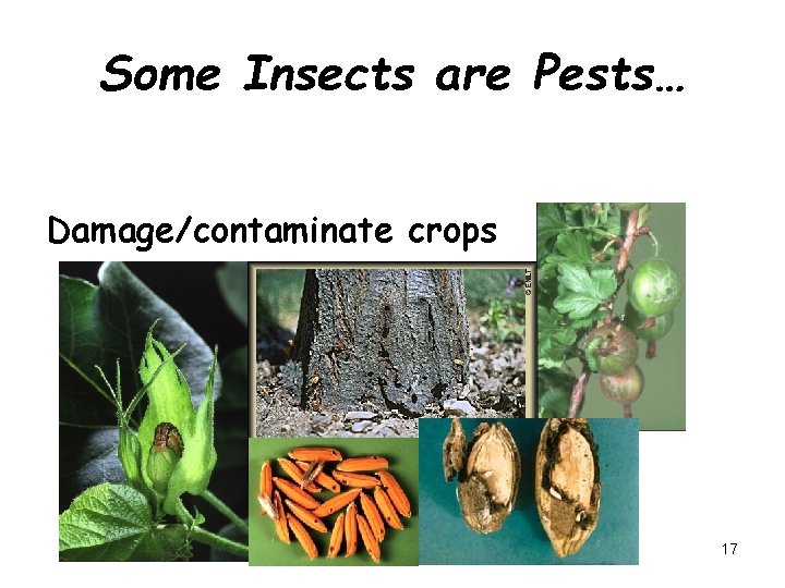 Some Insects are Pests… Damage/contaminate crops 17 