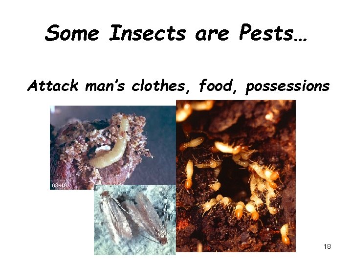 Some Insects are Pests… Attack man’s clothes, food, possessions 18 