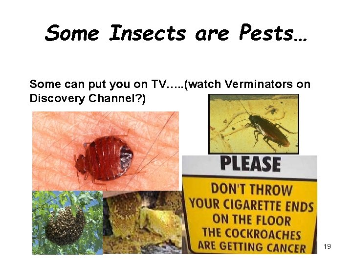 Some Insects are Pests… Some can put you on TV…. . (watch Verminators on