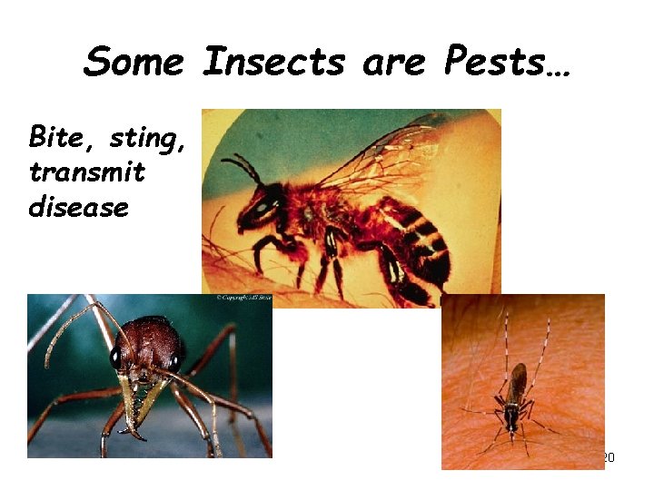 Some Insects are Pests… Bite, sting, transmit disease 20 