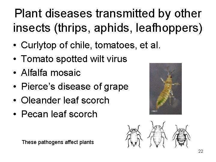 Plant diseases transmitted by other insects (thrips, aphids, leafhoppers) • • • Curlytop of