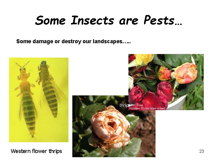 Some Insects are Pests… Some damage or destroy our landscapes…. . Western flower thrips