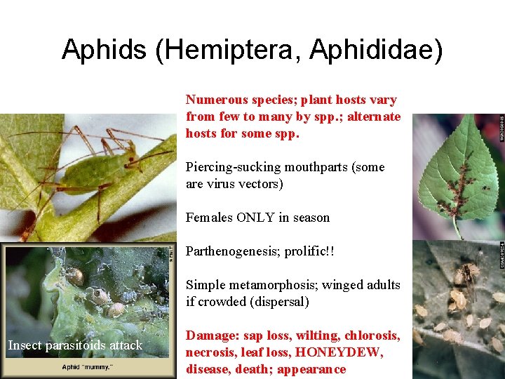 Aphids (Hemiptera, Aphididae) Numerous species; plant hosts vary from few to many by spp.
