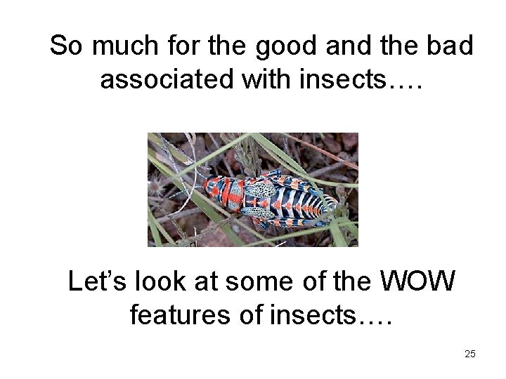 So much for the good and the bad associated with insects…. Let’s look at