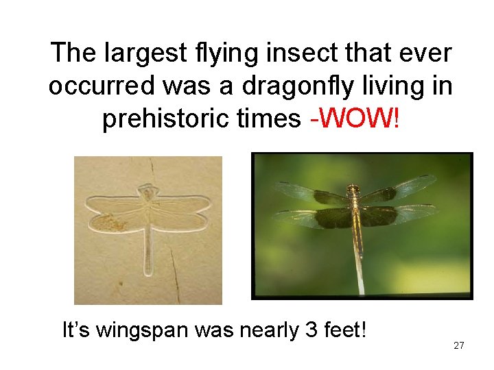 The largest flying insect that ever occurred was a dragonfly living in prehistoric times