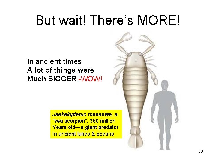 But wait! There’s MORE! In ancient times A lot of things were Much BIGGER