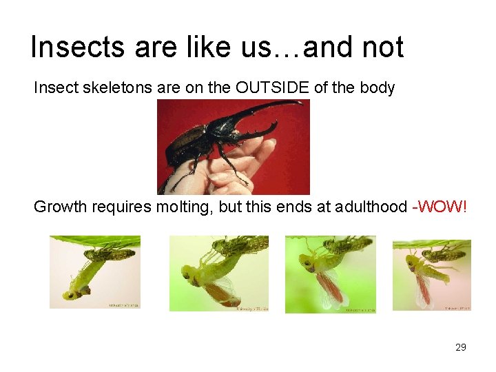 Insects are like us…and not Insect skeletons are on the OUTSIDE of the body