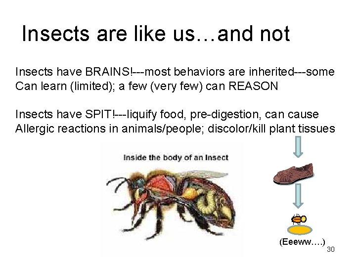 Insects are like us…and not Insects have BRAINS!---most behaviors are inherited---some Can learn (limited);